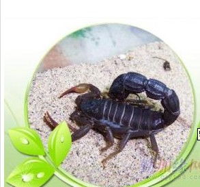 桓臺蝎子養(yǎng)殖指南 價格、型號規(guī)格與飼養(yǎng)要點(diǎn)