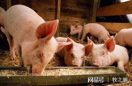 豬場保健養(yǎng)大于防、防大于治的科學(xué)理念解析