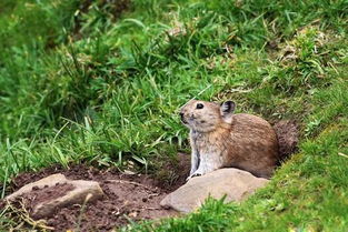 高原鼠兔與伊犁鼠兔 野生動物飼養(yǎng)的法律風(fēng)險與生態(tài)保護(hù)
