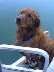 幸福移民妹妹的愛心飼養(yǎng)與綠色飼料生產(chǎn)