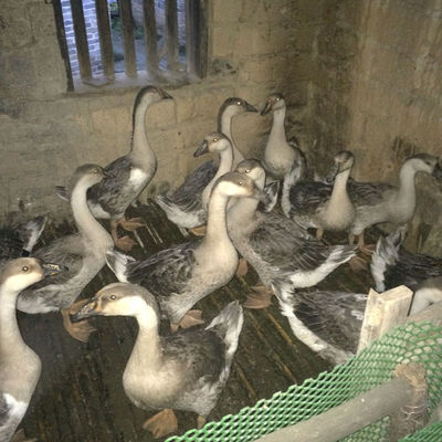 認(rèn)識獅頭鵝 外觀特征與飼養(yǎng)要點(diǎn)